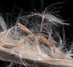 Image: P.B. Heenan © Landcare Research 2014 